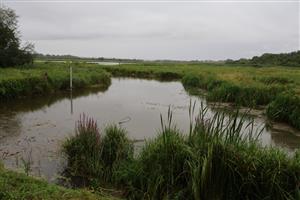 Pohľad na JV močiarnu časť TML Žitavský luh, foto: 27.7.2025, J.Lengyel.