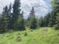 Mlynárka dlhochvostá (9.5.2025)