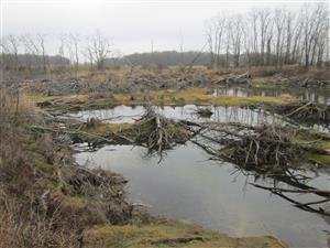 Castorland