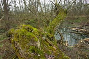 Castorland