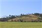 jašterica bystrá (10.4.2015)