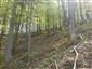 Javorovo-bukové horské lesy (15.5.2015)