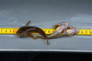 Cottus gobio