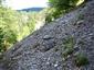 Nespevnené karbonátové skalné sutiny montánneho až kolinného stupňa (1.8.2013)