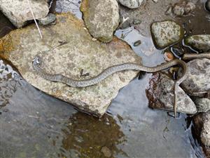 Natrix natrix