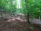 Žltochvost lesný ( hôrny) (27.5.2025)
