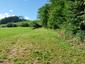 Sýkorka belasá (30.5.2025)
