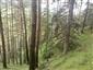 Reliktné vápnomilné borovicové a smrekovcové lesy (27.5.2015)