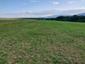 brhlík lesný (obyčajný) (25.6.2025)