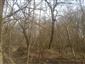 Lužné vŕbovo-topoľové a jelšové lesy (14.4.2015)