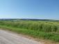 Vrana popolavá (22.6.2025)