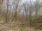 Lužné dubovo-brestovo-jaseňové lesy okolo nížinných riek (15.4.2015)