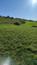 Žltochvost lesný ( hôrny) (5.6.2025)
