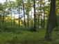 Žltochvost lesný ( hôrny) (14.5.2025)