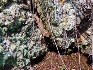 Lacerta viridis