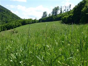 detail spoločenstva 1