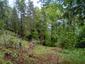 Sýkorka veľká ( bielolíca) (24.5.2025)