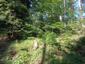 Prepelica poľná (8.5.2025)