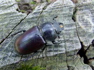 L. cervus