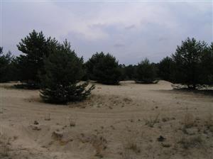Hrebeň Lakšárskej duny s pieskovými presypmi
