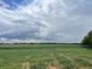 Sýkorka veľká ( bielolíca) (26.5.2025)