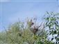 Hniezdna kolónia volaviek plavých