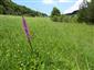 Suchomilné travinnobylinné a krovinové porasty na vápnitom podloží (*dôležité stanovištia Orchideaceae) (3.6.2015)