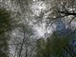 Lužné vŕbovo-topoľové a jelšové lesy (20.4.2015)