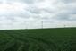 Vrana popolavá (7.5.2025)