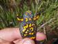 Ad F B.bombina