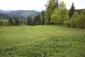 Orešnica perlavá (8.5.2025)