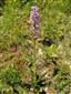 Suchomilné travinnobylinné a krovinové porasty na vápnitom podloží (*dôležité stanovištia Orchideaceae) (6.6.2015)
