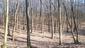 sova lesná (obyčajná) (25.3.2025)