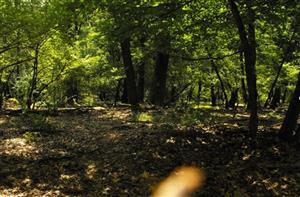 fotografia kontrolovanej TML – dubový les