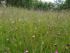Pohľad na psiarkovú lúku v Novej Bani, Stará Huta, Solisko