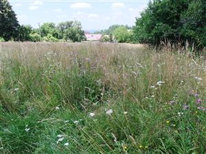 neobhospodarovaná časť lokality