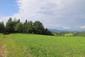 Žltochvost lesný ( hôrny) (8.6.2025)