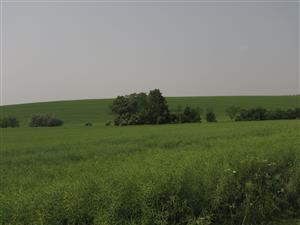 Brehový porast
