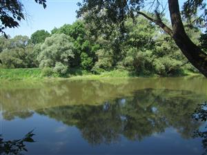 Meander