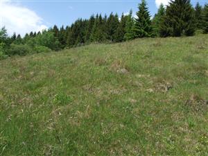 Šumiac- kyslé lúky za dedinou