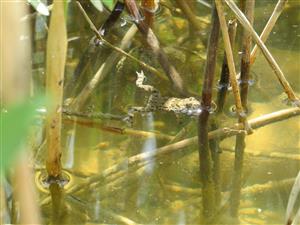 Bombina variegata juvenil