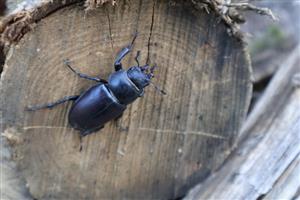 Lucanus cervus (samička), lesoskládka Bajtava, TML Burda, foto: 31.7.2025, J.Lengyel.