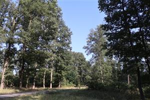 Pohľad na časť TML Burda, Bajtava, Tri studničky, biotop L.cervus, foto: 31.7.2025, J.Lengyel. 