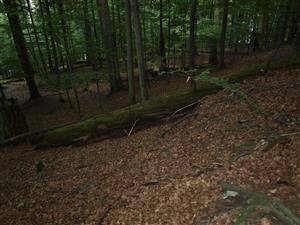 Na TML sa nachádza dostatok mŕtveho dreva v rôznych štádiách rozkladu.