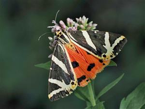 Callimorpha quadripunctaria 