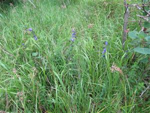 Monitorovaný druh Campanula serrata 