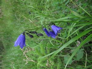 Monitorovaný druh Campanula serrata 