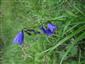 Monitorovaný druh Campanula serrata 