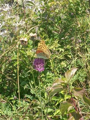 Foto sprievodného druhu Argynnis pandora