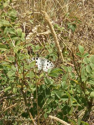 Foto cieľového druhu